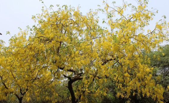 cassia fistula of golden shower tree
