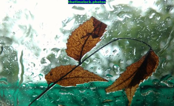rain drops and leaf windscreen