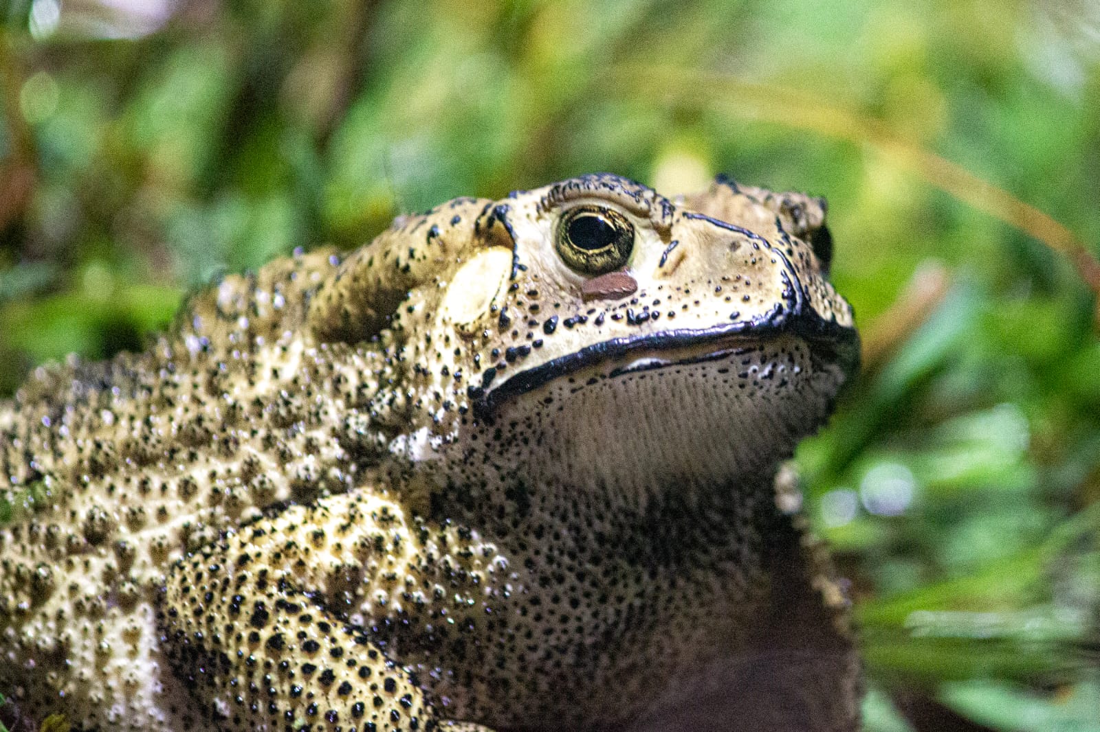 common asian toad